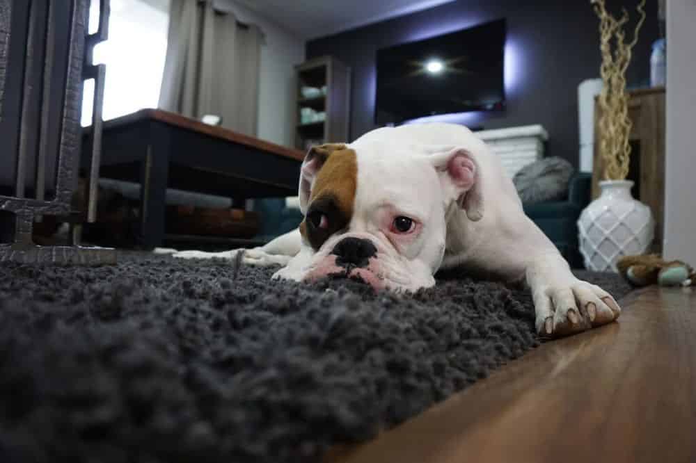 Carpet and Boat Cleaning image
